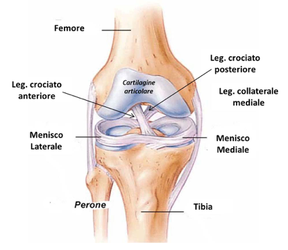 anatomia del ginocchio