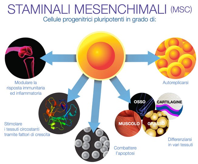 dimostrazione funzione cellule mesenchimali