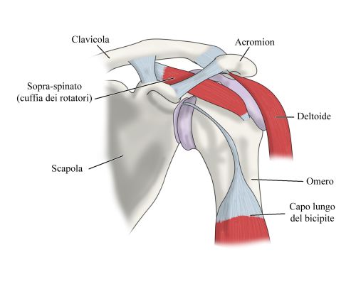 illustrazione anatomica spalla